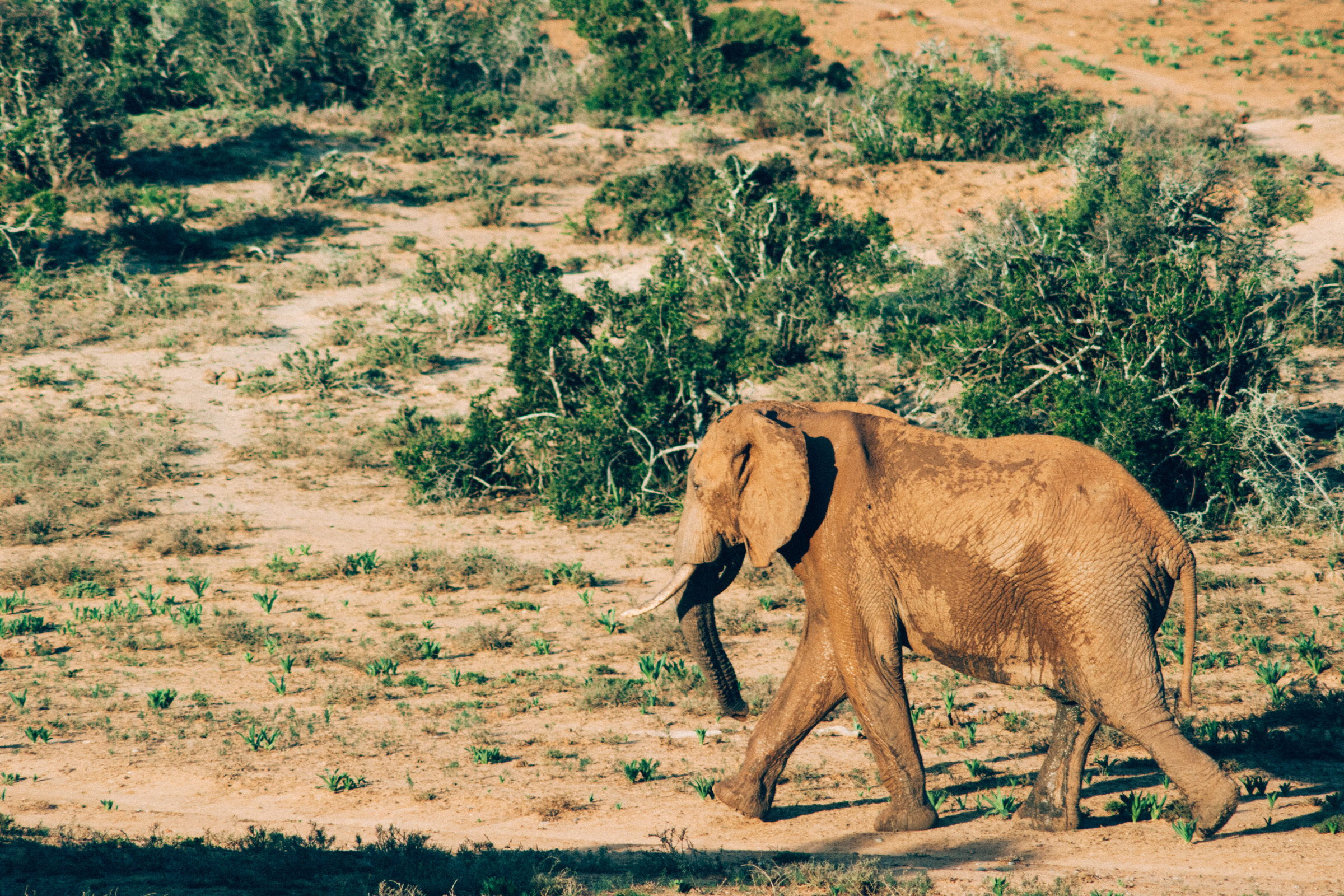 addo elephant national park (2).webp